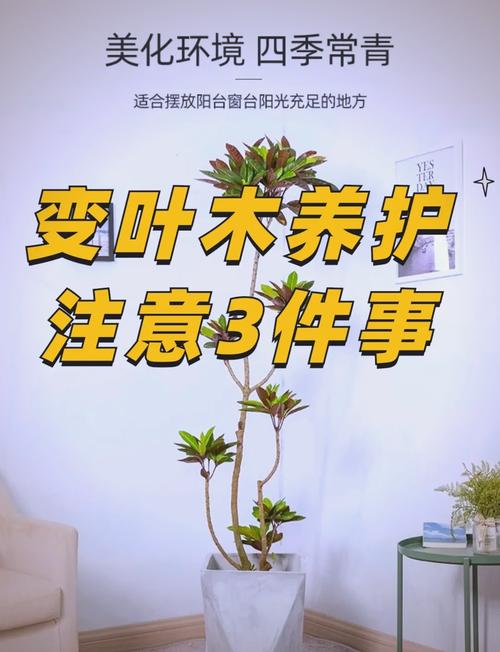 变叶木适合室内吗?科学养护指南与注意事项 常见风险与应对措施