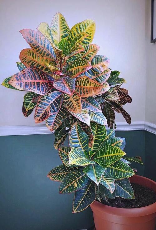 变叶木适合室内吗?科学养护指南与注意事项 变叶木的文化寓意(简要说明)