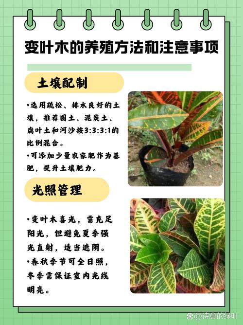 变叶木适合室内吗?科学养护指南与注意事项 总结