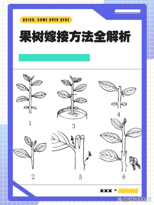 提高果树嫁接成活率的7个关键步骤与实操指南 常见错误提醒