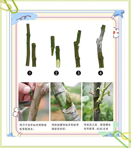 提高果树嫁接成活率的7个关键步骤与实操指南 FAQ