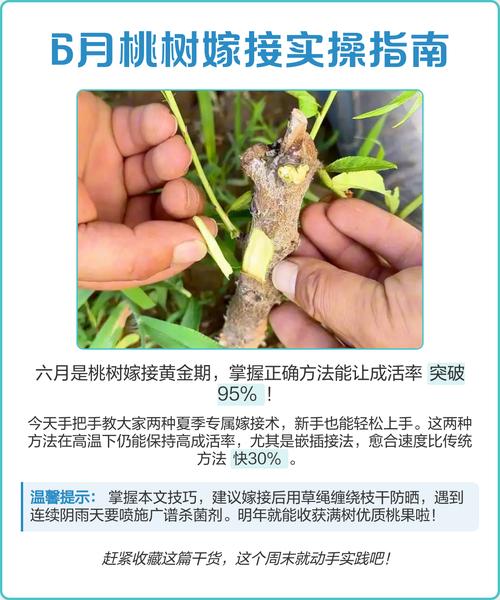 提高果树嫁接成活率的7个关键步骤与实操指南 6. 成活注意事项