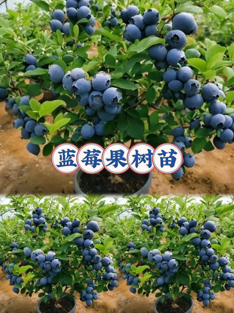 蓝莓是长在树上的吗?蓝莓种植选购全攻略,一次性说清品种、产量与苗木挑选 不同气候区必须选择对应品种群,南方北方不能混种