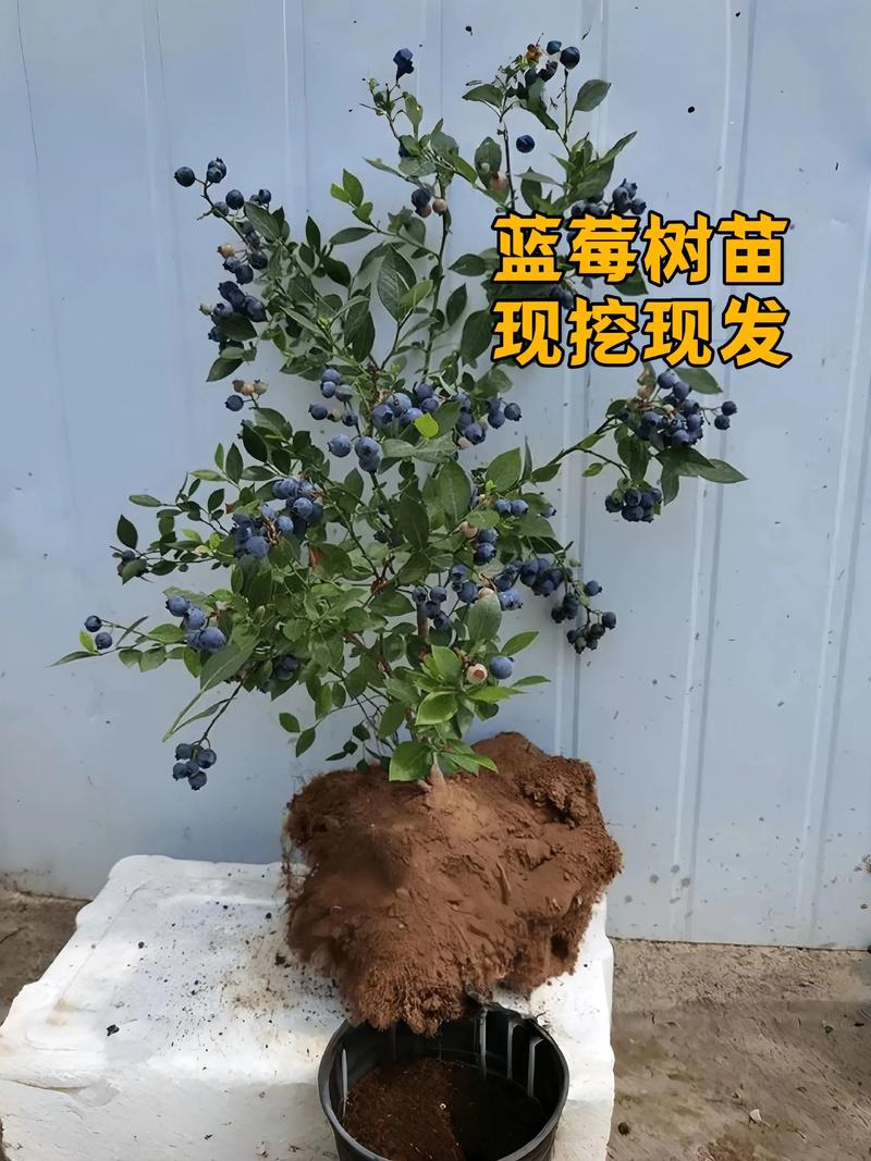 蓝莓是长在树上的吗?蓝莓种植选购全攻略,一次性说清品种、产量与苗木挑选 蓝莓第2年挂果、第5年盛果,亩产1500-3000斤