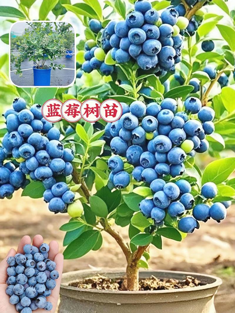 蓝莓是长在树上的吗?蓝莓种植选购全攻略,一次性说清品种、产量与苗木挑选 蓝莓苗采购“一看根系、二看苗龄、三辨真假”,无嫁接口是正常现象