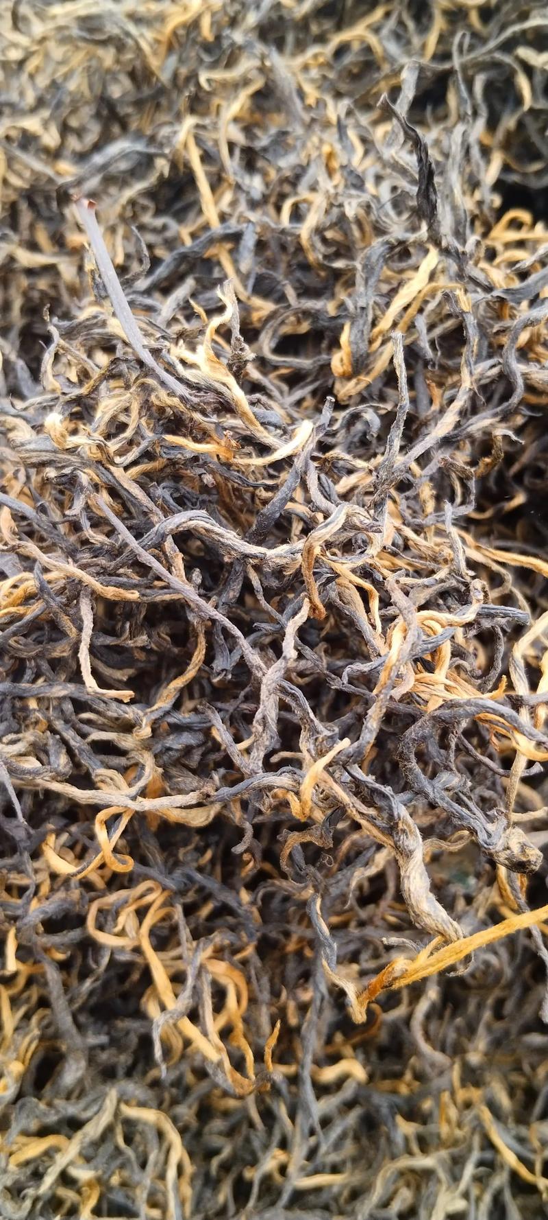 云南大叶种茶是红茶吗?揭秘其品种、工艺与地域适应性 植物学分类与生长习性