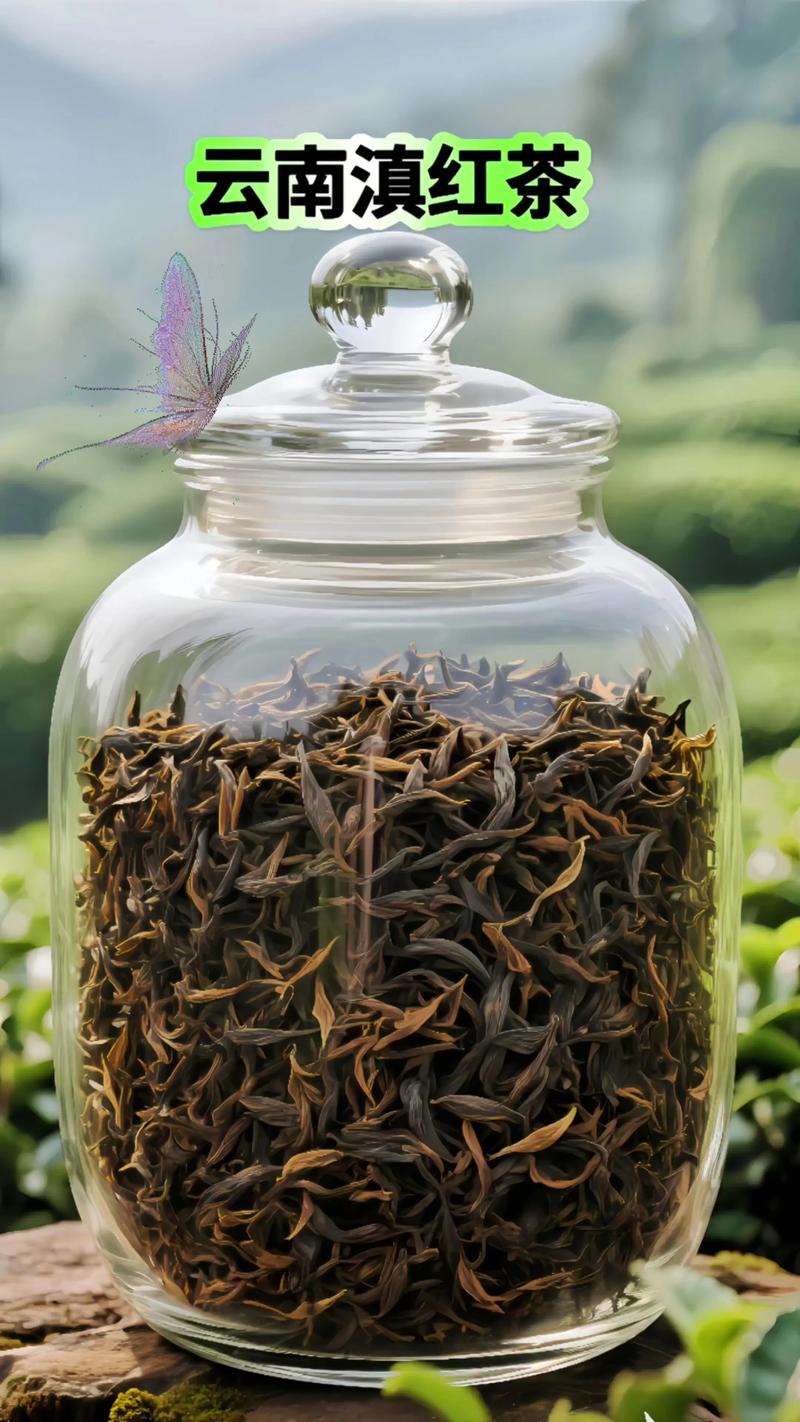 云南大叶种茶是红茶吗?揭秘其品种、工艺与地域适应性 耐寒耐热与地域适应性