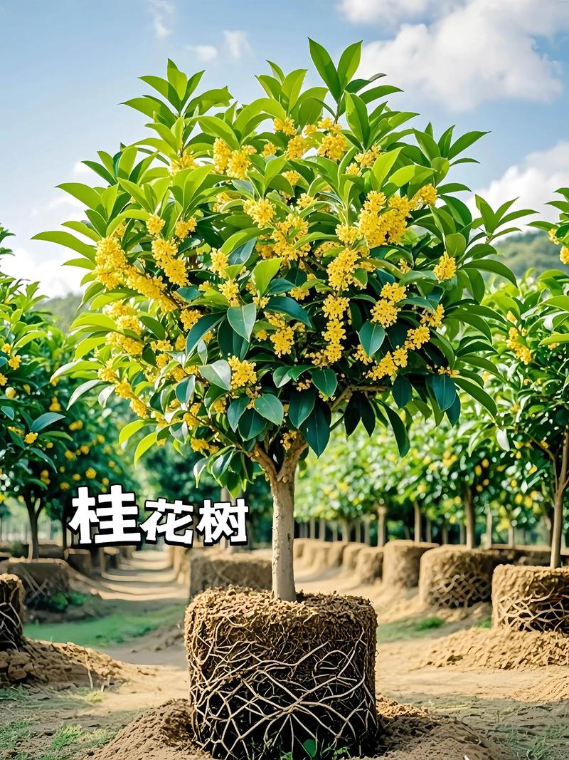 秋天有没有桂花树?详解桂花树秋季的美丽与养护要点 桂花树的秋季魅力