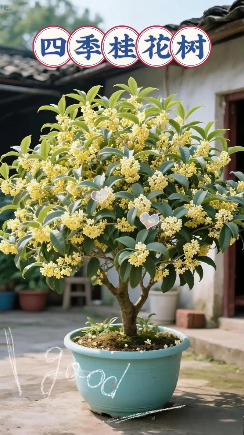秋天有没有桂花树?详解桂花树秋季的美丽与养护要点 秋季桂花树的养护指南