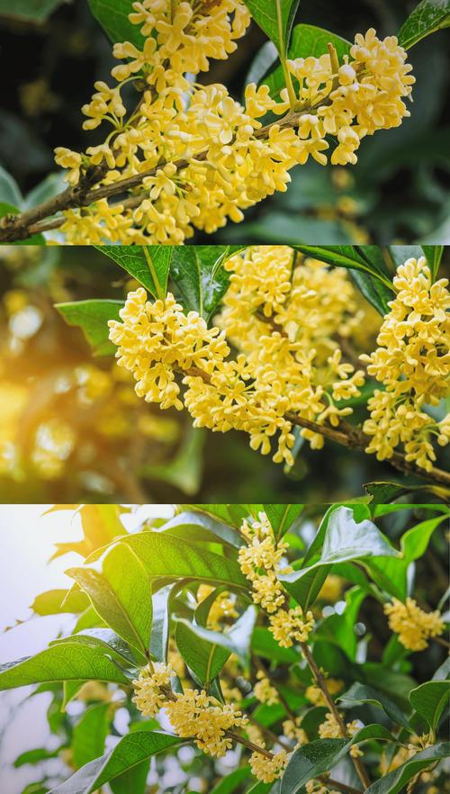 秋天有没有桂花树?详解桂花树秋季的美丽与养护要点 结语