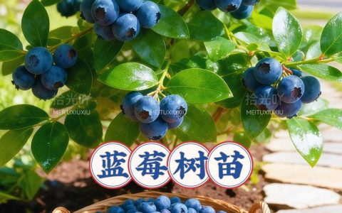 蓝莓适合在自家院子种植吗？手把手教你从零开始