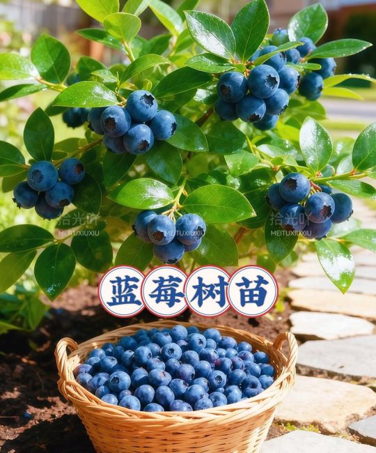 蓝莓适合在自家院子种植吗？手把手教你从零开始