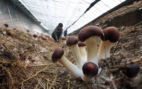 人工松树菌（松茸）种植全过程技术指南