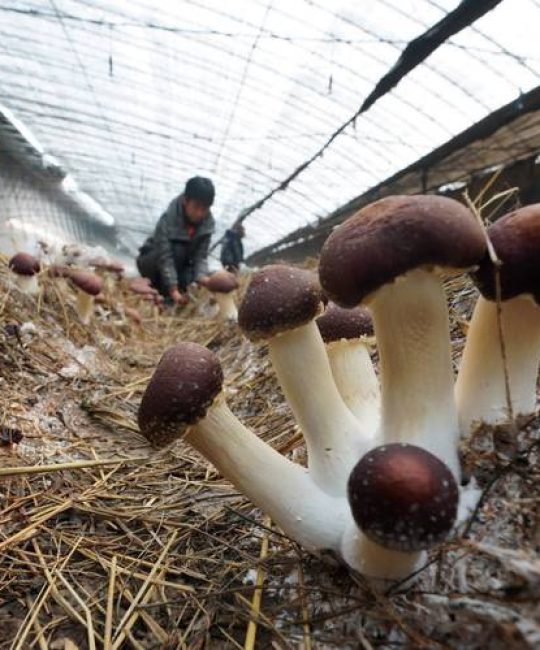 人工松树菌（松茸）种植全过程技术指南