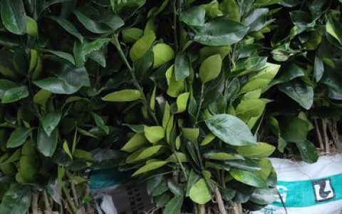在哪里有柑橘苗？采购渠道分析与质量核查全指南