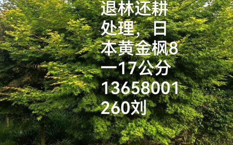 8公分红枫价格多少钱一棵？规格、产地、采购量影响报价