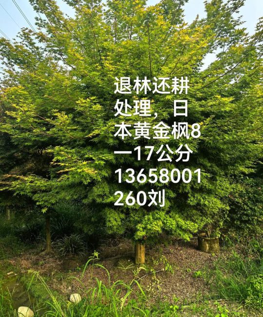 8公分红枫价格多少钱一棵？规格、产地、采购量影响报价