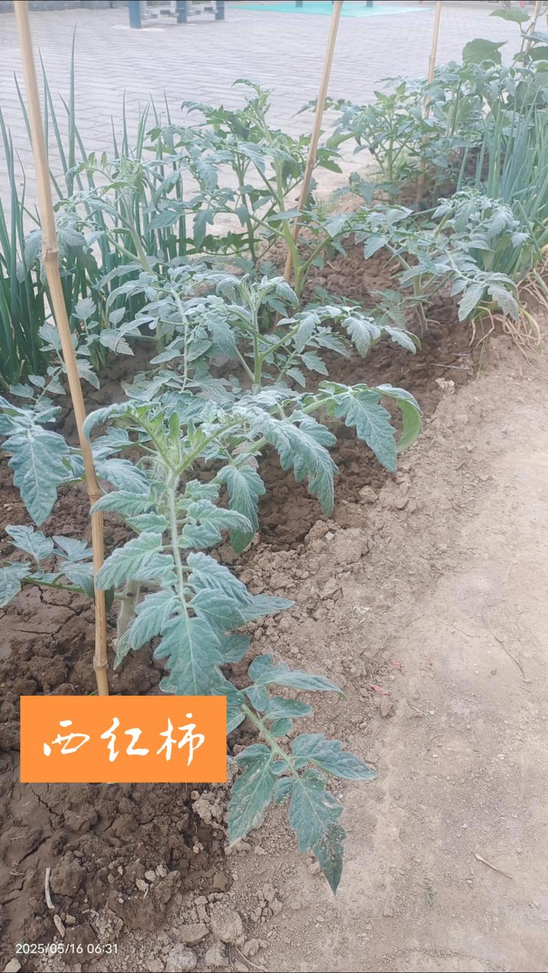 西红柿能跟黄瓜种在一起吗?——同伴种植利弊分析 一、西红柿与黄瓜的生长需求对比