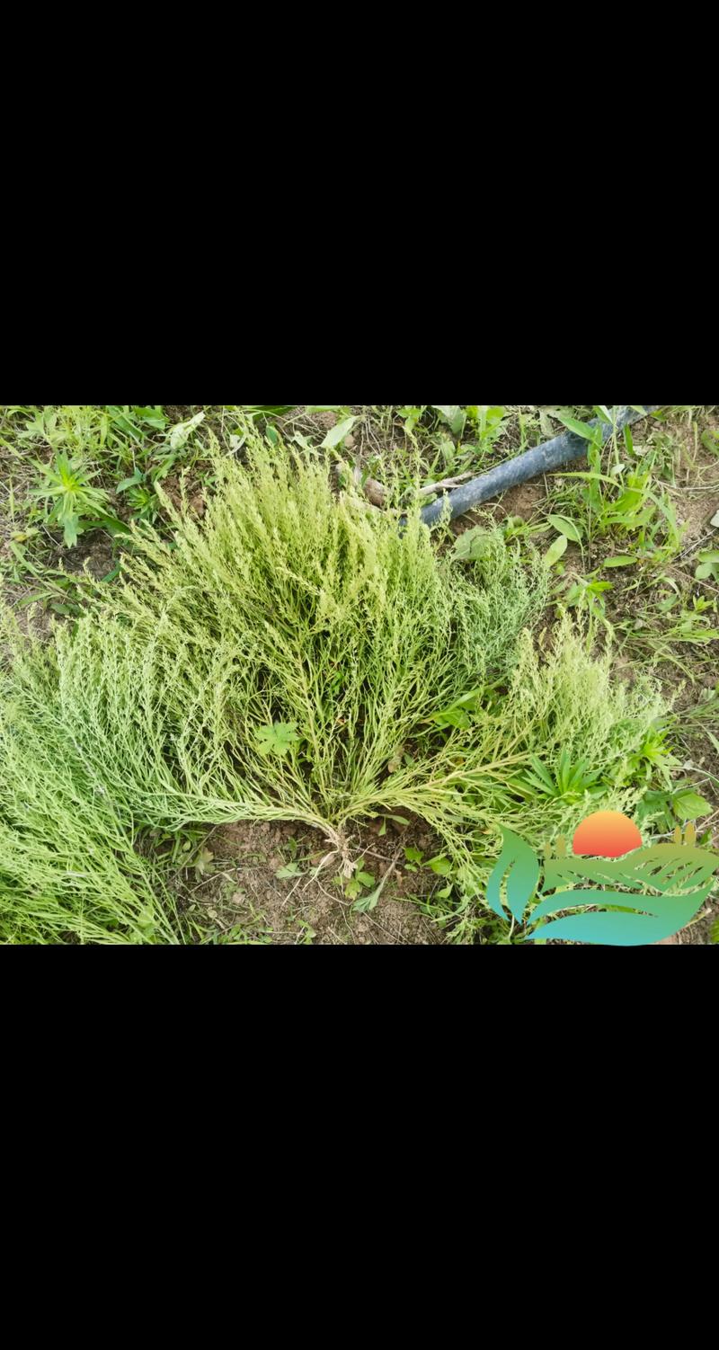 麦黄草种子多少钱一斤?价格区间、影响因素及采购指南 麦黄草种子多少钱一斤?价格区间、影响因素及采购指南