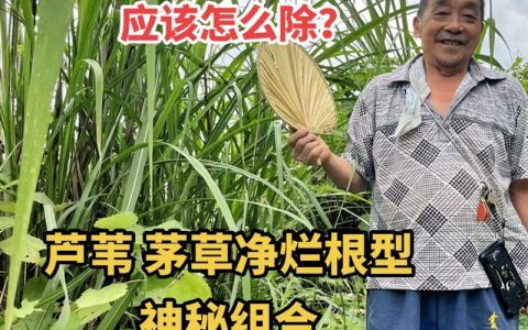 芦苇草的功效与作用：水景湿地净化与药用价值全解析