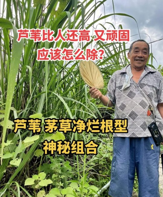 芦苇草的功效与作用：水景湿地净化与药用价值全解析