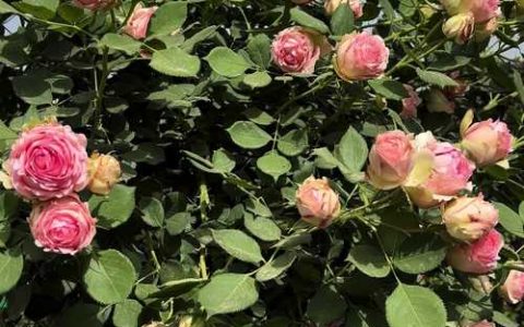 院里可以种月季花吗？答案是可以，但先看完这4个关键要点