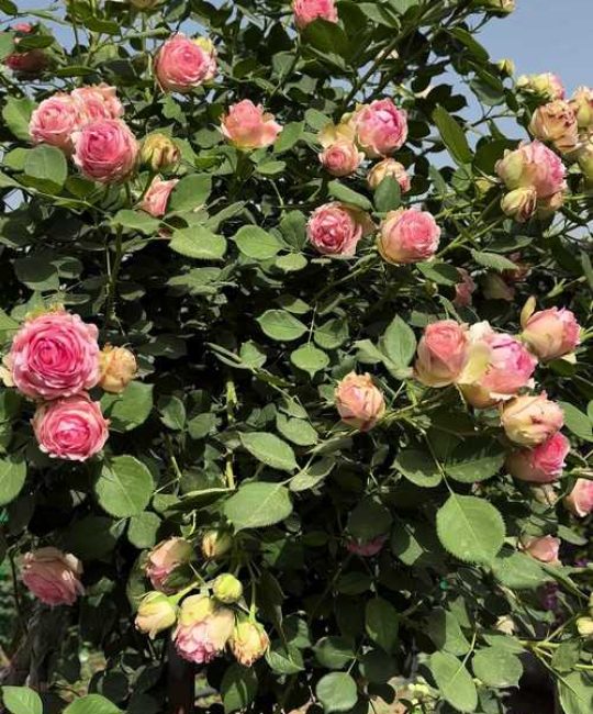 院里可以种月季花吗？答案是可以，但先看完这4个关键要点