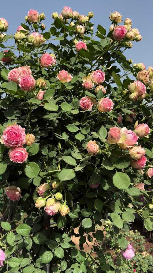 院里可以种月季花吗?答案是可以,但先看完这4个关键要点 院里可以种月季花吗?答案是可以,但先看完这4个关键要点
