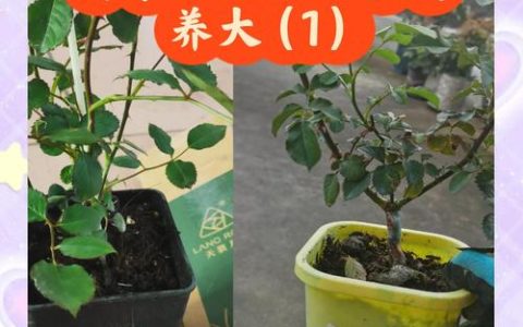 盆栽月季花养护指南：从浇水到换盆的全程管理