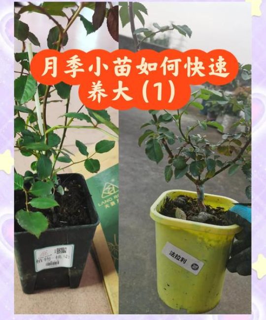盆栽月季花养护指南：从浇水到换盆的全程管理