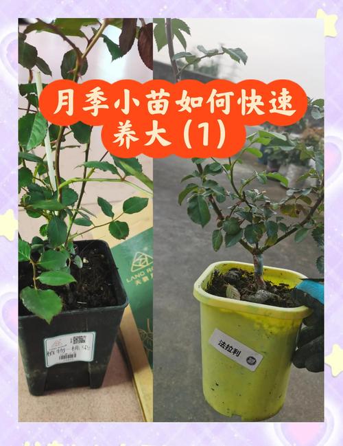 盆栽月季花养护指南:从浇水到换盆的全程管理 浇水:见干见湿,是盆栽月季最稳妥的浇水策略