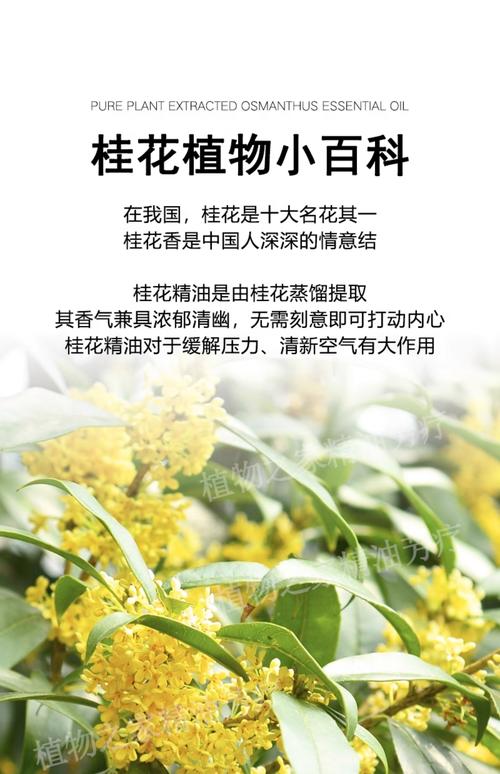 桂花头油可以天天用吗?从园艺种植到护发秘籍全解析 二、桂花头油的成分特性与使用分析