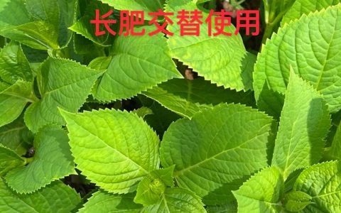 绣球花养殖方法和技巧：从光照水肥到修剪促花全攻略