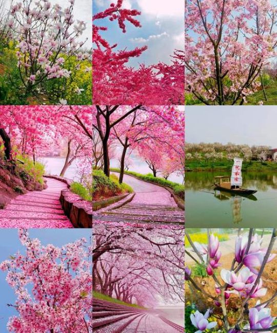 最好看的樱花在哪里？——全球赏樱胜地与园艺栽培指南