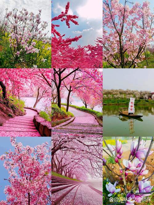 最好看的樱花在哪里?——全球赏樱胜地与园艺栽培指南 一、赏樱圣地:自然与人文的绝美交汇