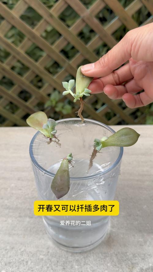 多肉植物扦插繁殖技术:景天科与十二卷属的成活率提升方案 多肉植物扦插繁殖技术:景天科与十二卷属的成活率提升方案