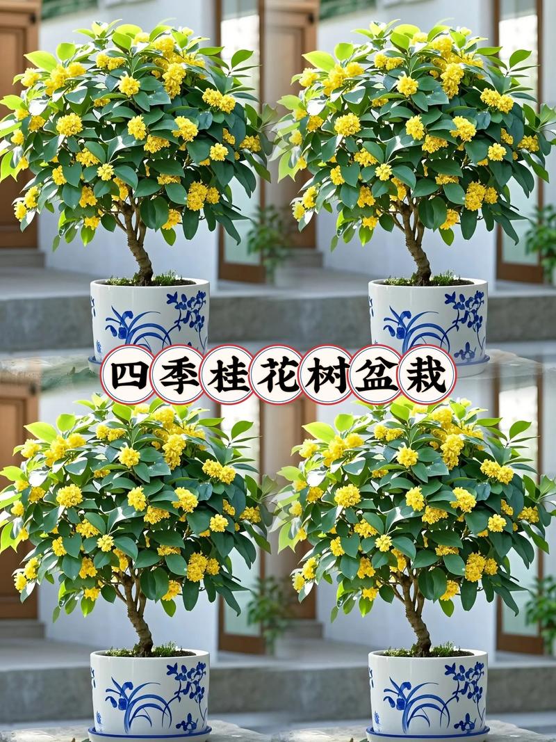 桂花树苗怎么栽能活?掌握这5个关键要点,成活率轻松翻倍 五、后期养护:遮阴、保湿、防涝