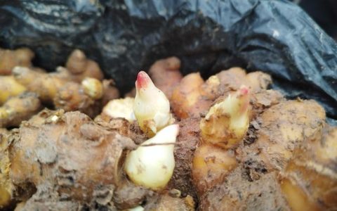 生姜发芽后怎么种植？掌握这几点，出苗快产量高