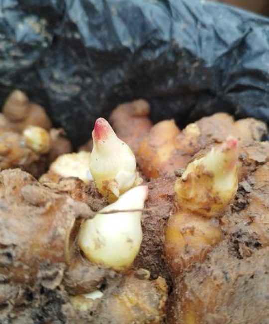 生姜发芽后怎么种植？掌握这几点，出苗快产量高