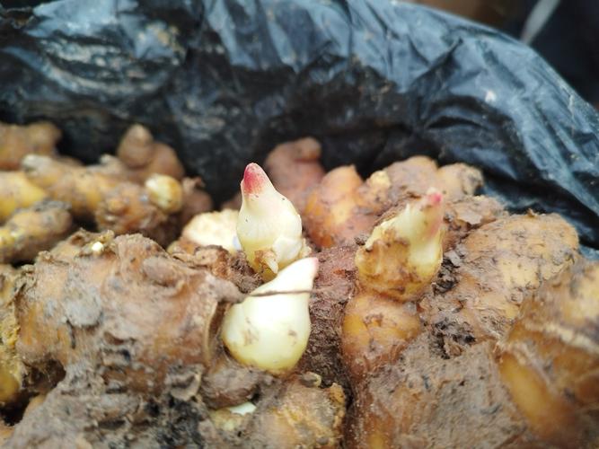 生姜发芽后怎么种植?掌握这几点,出苗快产量高 生姜发芽后怎么种植?掌握这几点,出苗快产量高