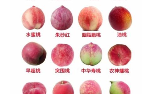 桃分多少品种？2026年家庭园艺必看：水蜜桃与油桃的6维对比与选品指南