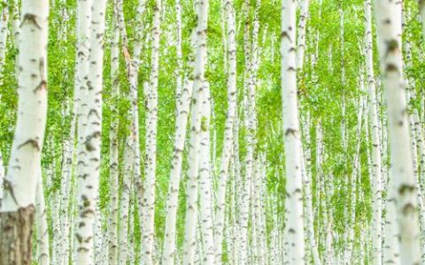 白桦树是什么树？探寻落叶乔木中的白色精灵
