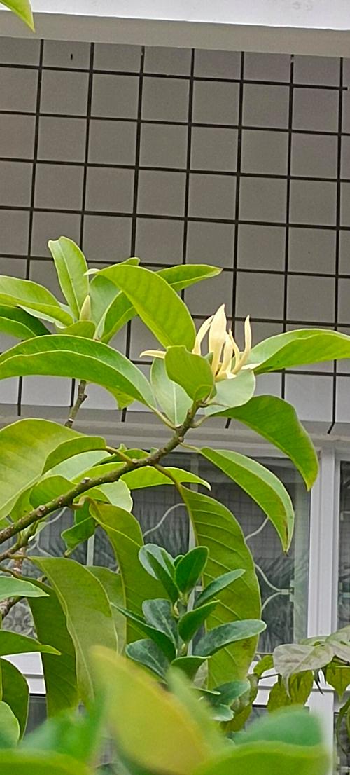 白兰花冬天会开花吗?温度、光照与养护全解析 影响白兰花冬季开花的关键因素
