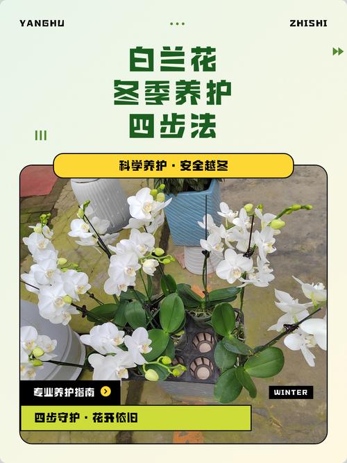 白兰花冬天会开花吗?温度、光照与养护全解析 FAQ
