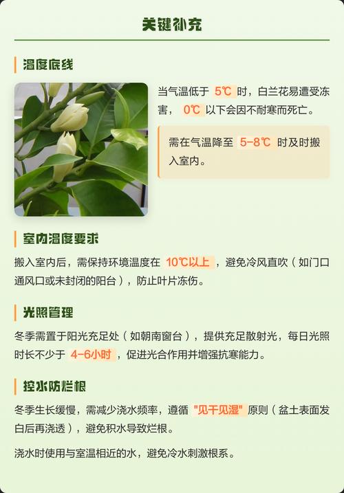 白兰花冬天会开花吗?温度、光照与养护全解析 冬季不开花的原因与解决