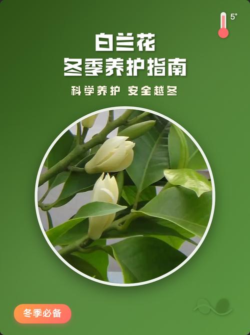 白兰花冬天会开花吗?温度、光照与养护全解析 总结