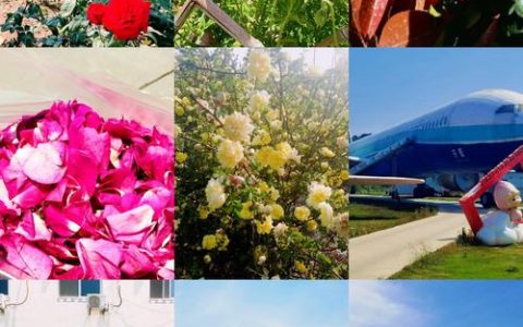 玫瑰花哪里产的好？全国五大优质产地与平阴玫瑰养护全攻略