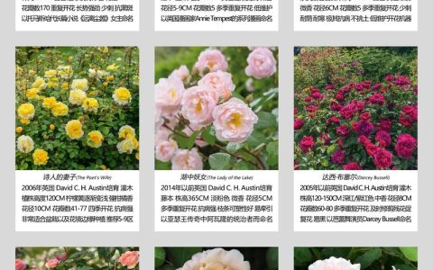 月季花可以晒太阳吗？光照时长决定开花数量与花色浓度