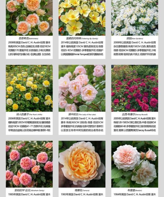 月季花可以晒太阳吗？光照时长决定开花数量与花色浓度