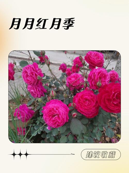 月季花可以晒太阳吗?光照时长决定开花数量与花色浓度 盆栽还是地栽?3个判断依据